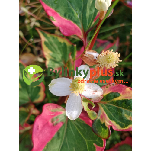 Hutínia srdcovitá ‘Chameleon’ – rybacie korenie – Houttuynia cordata 'Chameleon' L. / živá bylinka, rastlinka v kvetináči