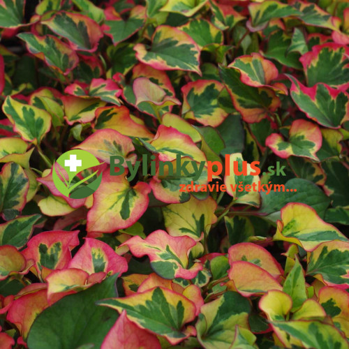 Hutínia srdcovitá ‘Chameleon’ – rybacie korenie – Houttuynia cordata 'Chameleon' L. / živá bylinka, rastlinka v kvetináči