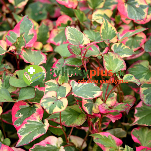 Hutínia srdcovitá ‘Chameleon’ – rybacie korenie – Houttuynia cordata 'Chameleon' L. / živá bylinka, rastlinka v kvetináči