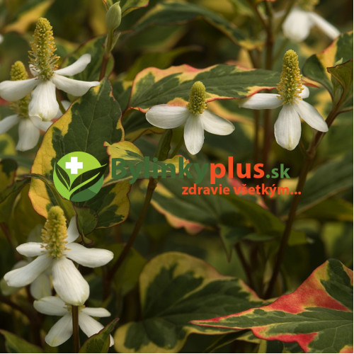 Hutínia srdcovitá ‘Chameleon’ – rybacie korenie – Houttuynia cordata 'Chameleon' L. / živá bylinka, rastlinka v kvetináči