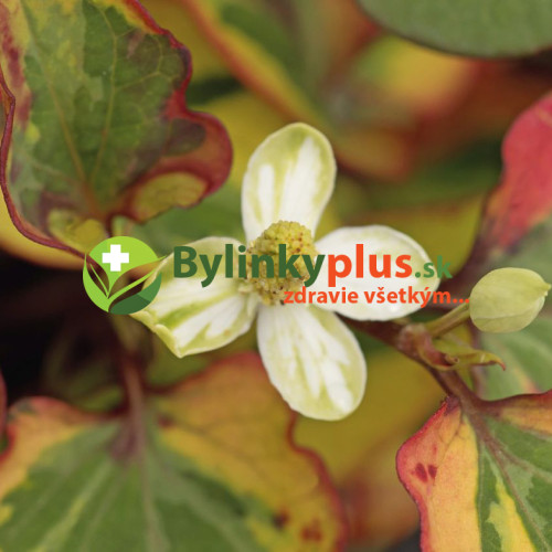 Hutínia srdcovitá ‘Chameleon’ – rybacie korenie – Houttuynia cordata 'Chameleon' L. / živá bylinka, rastlinka v kvetináči