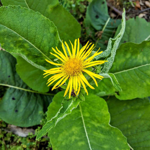 Oman pravý – ( Inula helenium L. ) / živá bylinka, rastlinka v kvetináči