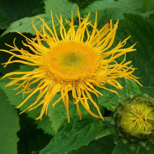 Oman pravý – ( Inula helenium L. ) / živá bylinka, rastlinka v kvetináči