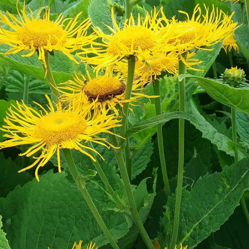 Oman pravý – ( Inula helenium L. ) / živá bylinka, rastlinka v kvetináči