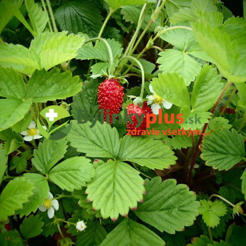 Jahoda mesačná, alpská jahôdka (Fragaria vesca var. semperflorens "Rujana" L.) / živá rastlinka v kvetináči