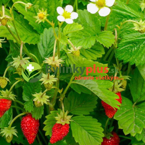 Jahoda mesačná, alpská jahôdka (Fragaria vesca var. semperflorens "Rujana" L.) / živá rastlinka v kvetináči