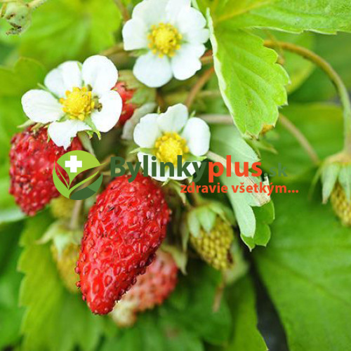 Jahoda mesačná, alpská jahôdka (Fragaria vesca var. semperflorens "Rujana" L.) / živá rastlinka v kvetináči