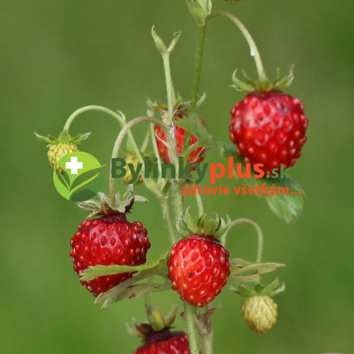 Jahoda mesačná, alpská jahôdka (Fragaria vesca var. semperflorens "Rujana" L.) / živá rastlinka v kvetináči
