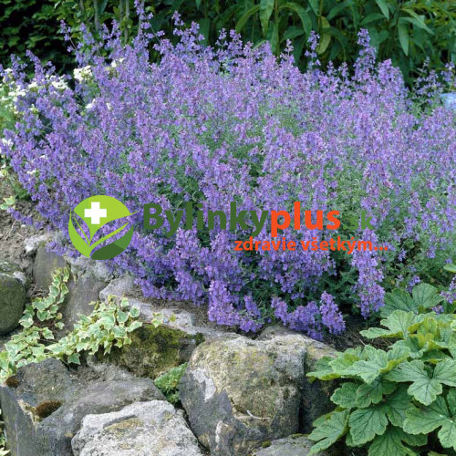 Kocúrnik záhradný, mačacia bylinka „SUPERBA“ – ( Nepeta faassenii " Superba " L.) / rastlinky, bylinky v kvetináči