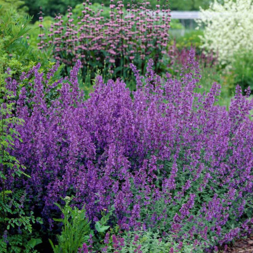 Kocúrnik záhradný, mačacia bylinka „SUPERBA“ – ( Nepeta faassenii " Superba " L.) / rastlinky, bylinky v kvetináči