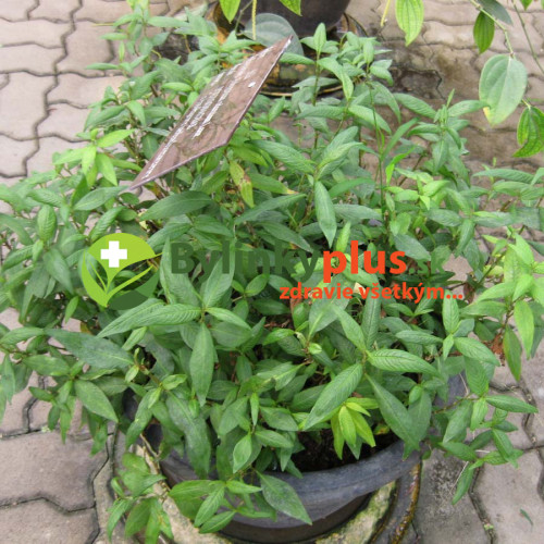 Koriander vietnamský-stavikrv voňavý-(Persicaria odorata L.)