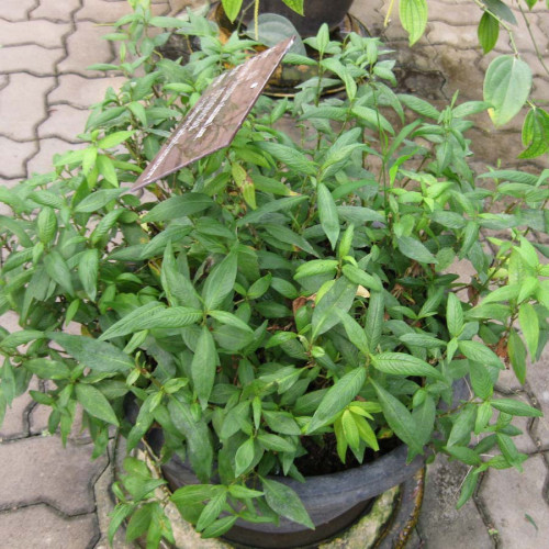 Koriander vietnamský-stavikrv voňavý-(Persicaria odorata L.)