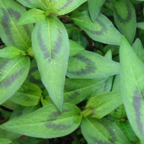 Koriander vietnamský-stavikrv voňavý-(Persicaria odorata L.)