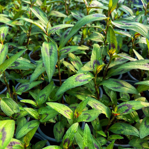 Koriander vietnamský-stavikrv voňavý-(Persicaria odorata L.)