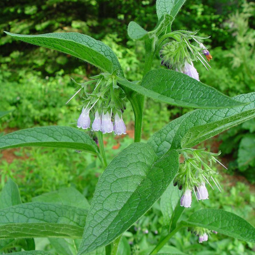 Kostihoj lekársky (Symphytum officinale L.)