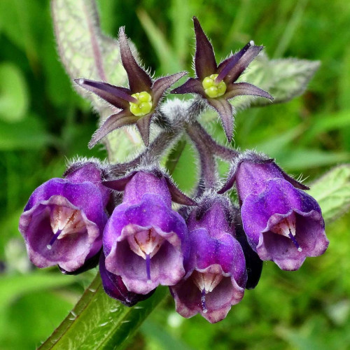 Kostihoj lekársky (Symphytum officinale L.)