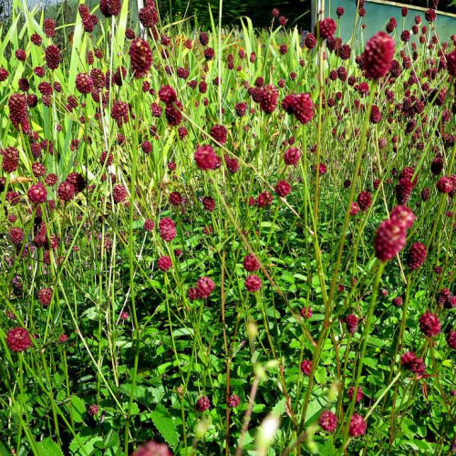 Krvavec lekársky-(Sanguisorba officinalis L.) / živá bylinka, rastlinka v kvetináči