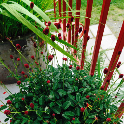 Krvavec lekársky-(Sanguisorba officinalis L.) / živá bylinka, rastlinka v kvetináči