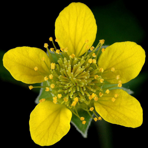 Kuklík mestský ( Geum urbanum L.) 