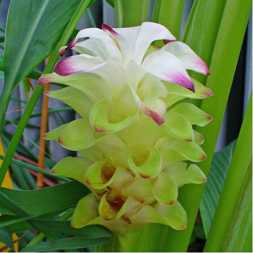 Kurkuma dlhá-(Curcuma longa L.)