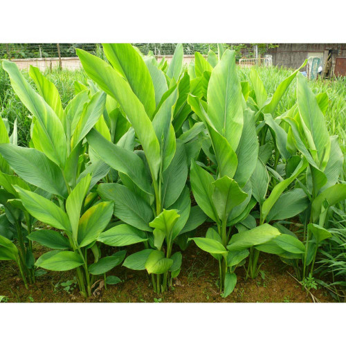 Kurkuma dlhá-(Curcuma longa L.)