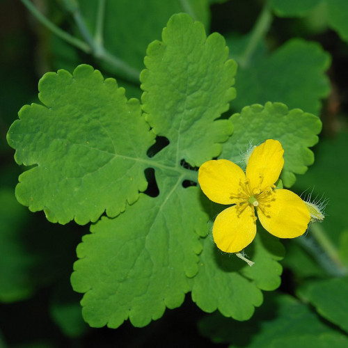 Lastovičník väčší (Chelidonium majus L.) 