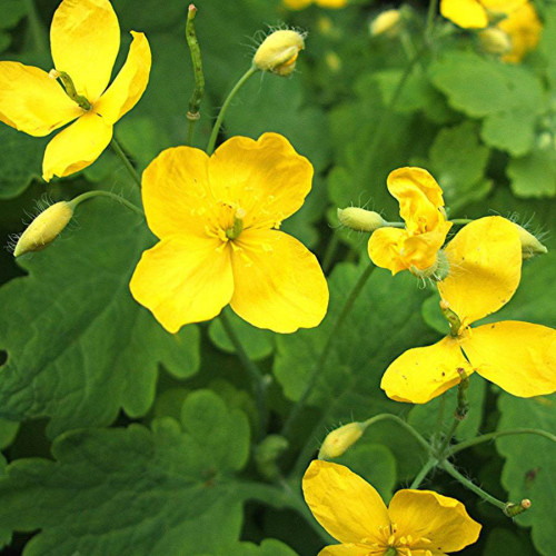 Lastovičník väčší (Chelidonium majus L.) 