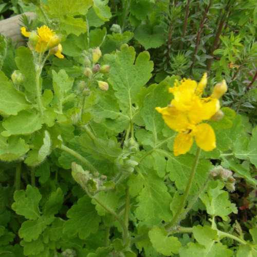 Lastovičník väčší (Chelidonium majus L.) 