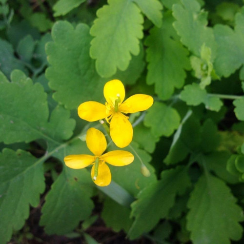 Lastovičník väčší (Chelidonium majus L.) 