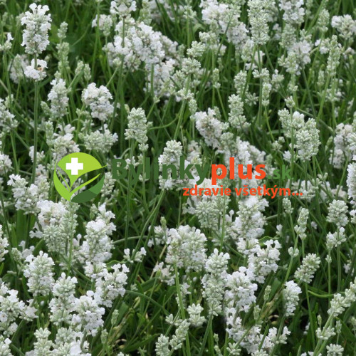 LEVANDUĽA BIELA, ÚZKOLISTÁ, LEKÁRSKA - (Levandula angustifolia, „ALBA“)  