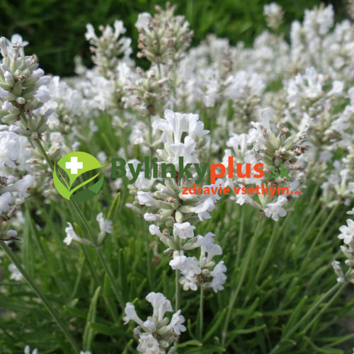 LEVANDUĽA BIELA, ÚZKOLISTÁ, LEKÁRSKA - (Levandula angustifolia, „ALBA“)  