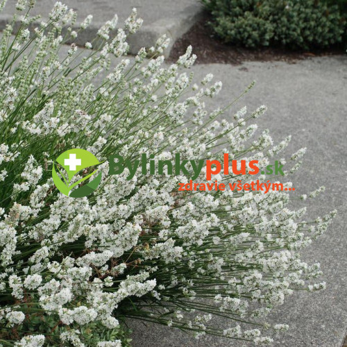 LEVANDUĽA BIELA, ÚZKOLISTÁ, LEKÁRSKA - (Levandula angustifolia, „ALBA“)  