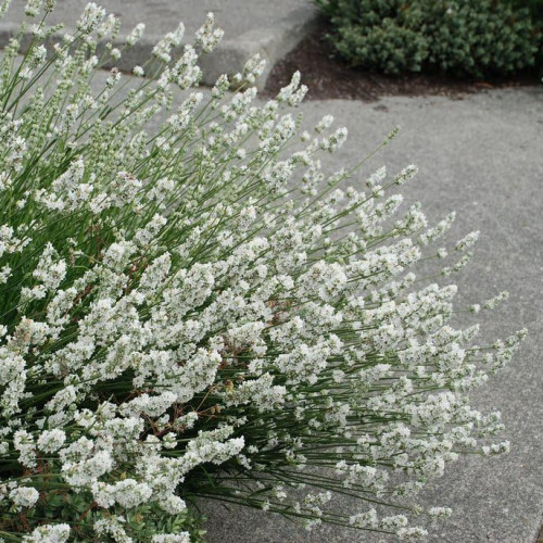 LEVANDUĽA BIELA, ÚZKOLISTÁ, LEKÁRSKA - (Levandula angustifolia, „ALBA“)  
