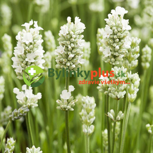 LEVANDUĽA BIELA, ÚZKOLISTÁ, LEKÁRSKA - (Levandula angustifolia, „ALBA“)  