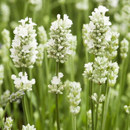 LEVANDUĽA BIELA, ÚZKOLISTÁ, LEKÁRSKA - (Levandula angustifolia, „ALBA“)  