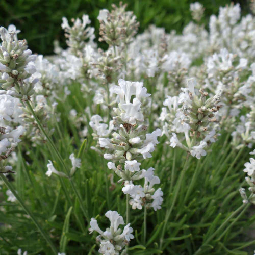 LEVANDUĽA BIELA, ÚZKOLISTÁ, LEKÁRSKA - (Levandula angustifolia, „ALBA“)  