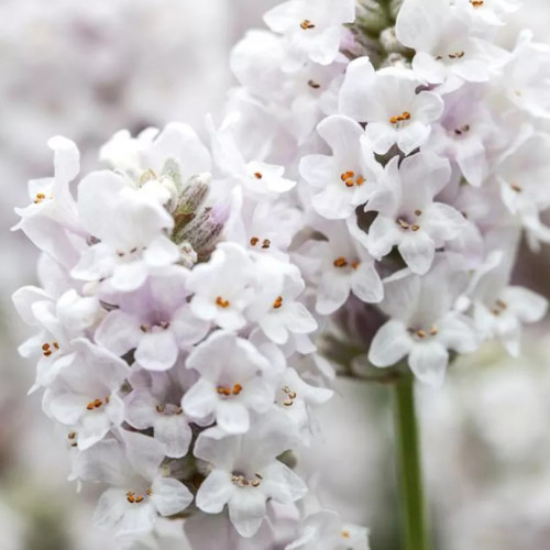 LEVANDUĽA BIELA, ÚZKOLISTÁ, LEKÁRSKA - (Levandula angustifolia, „ALBA“)  