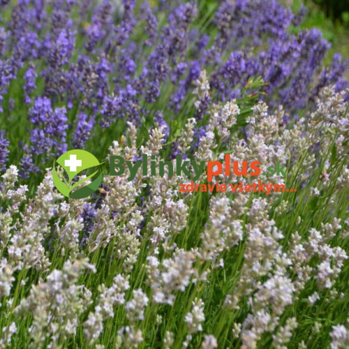LEVANDUĽA BIELA, ÚZKOLISTÁ, LEKÁRSKA - (Levandula angustifolia, „ALBA“)  