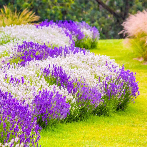 LEVANDUĽA BIELA, ÚZKOLISTÁ, LEKÁRSKA - (Levandula angustifolia, „ALBA“)  