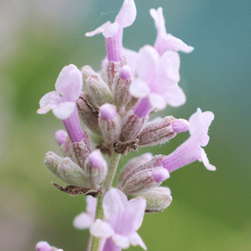 Levanduľa lekárska, úzkolistá, RUŽOVÁ -  (Levandula angustifolia „Rosea“ L.) / živá rastlinka v kvetináči