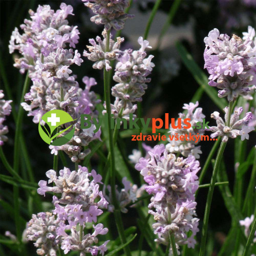 Levanduľa lekárska, úzkolistá, RUŽOVÁ -  (Levandula angustifolia „Rosea“ L.) / živá rastlinka v kvetináči