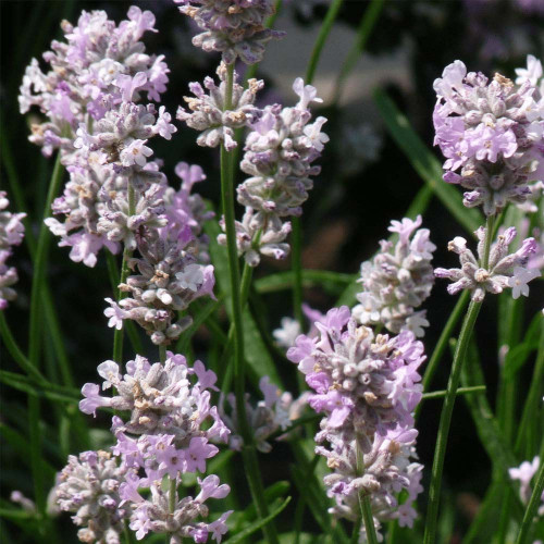 Levanduľa lekárska, úzkolistá, RUŽOVÁ -  (Levandula angustifolia „Rosea“ L.) / živá rastlinka v kvetináči