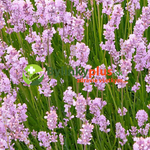 Levanduľa lekárska, úzkolistá, RUŽOVÁ -  (Levandula angustifolia „Rosea“ L.) / živá rastlinka v kvetináči