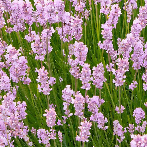 Levanduľa lekárska, úzkolistá, RUŽOVÁ -  (Levandula angustifolia „Rosea“ L.) / živá rastlinka v kvetináči