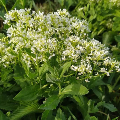 Žerucha širokolistá s chuťou wasabi a chrenu – (Lepidium latifolium L.) / živá rastlinky, bylinky v kvetináči