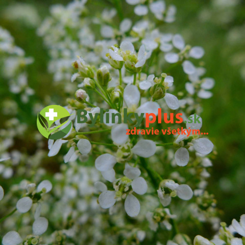 Žerucha širokolistá s chuťou wasabi a chrenu – (Lepidium latifolium L.) / živá rastlinky, bylinky v kvetináči