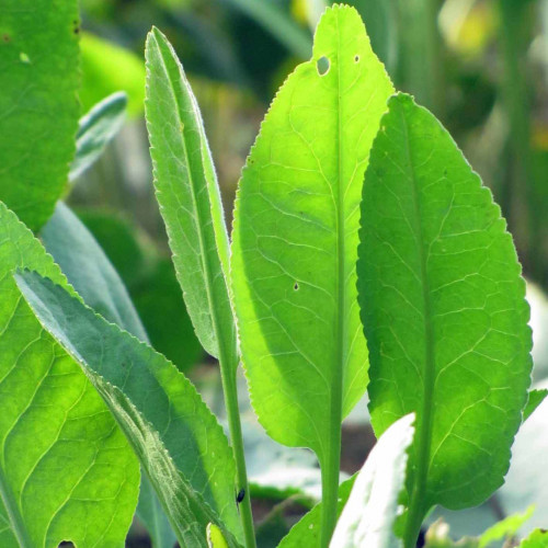 Žerucha širokolistá s chuťou wasabi a chrenu – (Lepidium latifolium L.) / živá rastlinky, bylinky v kvetináči
