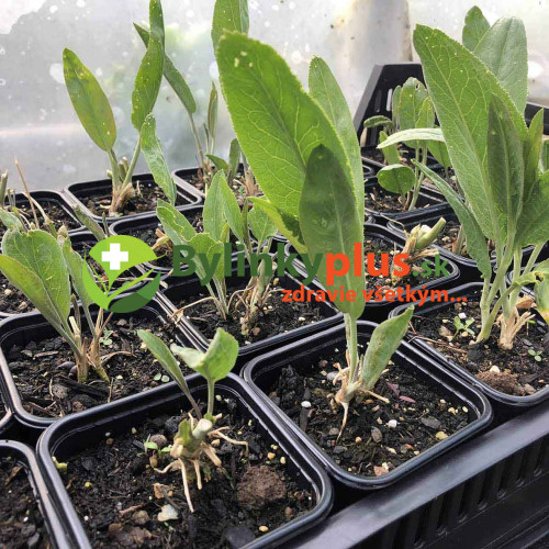 Žerucha širokolistá s chuťou wasabi a chrenu – (Lepidium latifolium L.) / živá rastlinky, bylinky v kvetináči