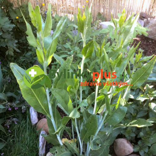 Žerucha širokolistá s chuťou wasabi a chrenu – (Lepidium latifolium L.) / živá rastlinky, bylinky v kvetináči