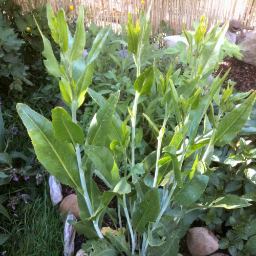 Žerucha širokolistá s chuťou wasabi a chrenu – (Lepidium latifolium L.) / živá rastlinky, bylinky v kvetináči